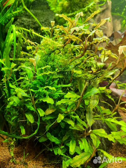 Буцефаландра