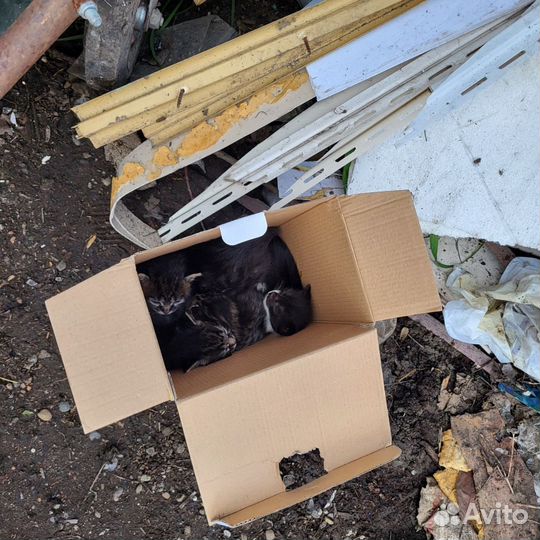 Котята в добрые руки даром
