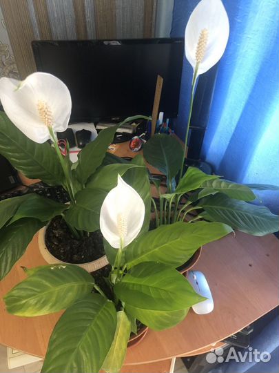 Комнатные цветы Спатифиллум женское счастье)