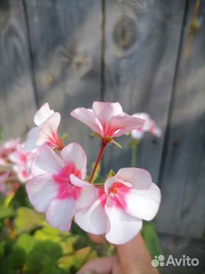 Пеларгония герань