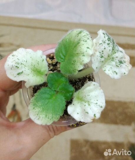 Сортовая фиалка