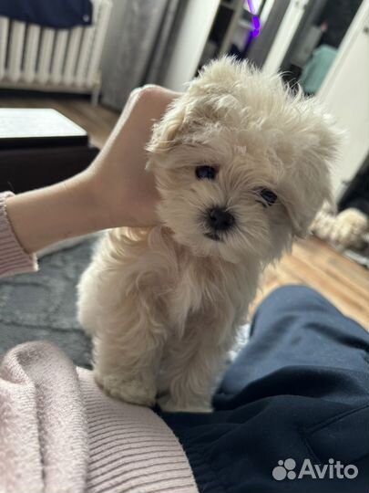 Мальтипу девочка