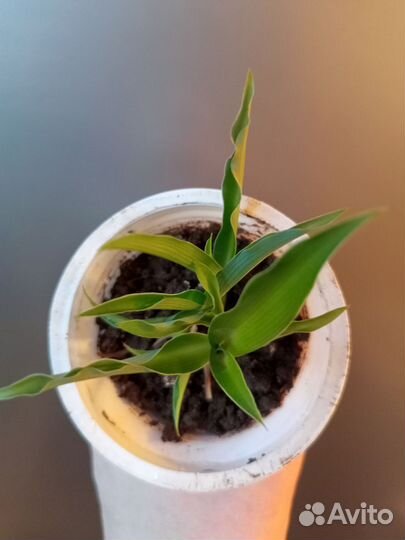 Хлорофитум