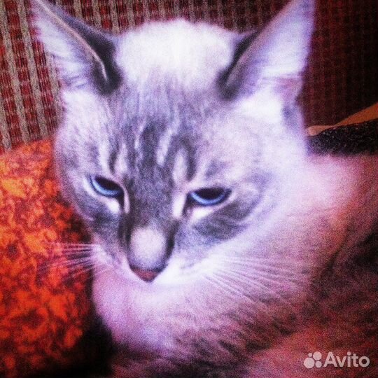 Тайский котик ищет семью