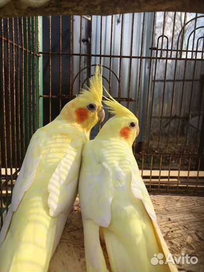 Попугаи кореллы шалевые,монахи