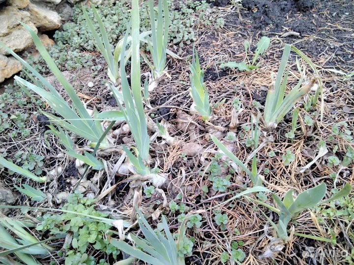 Растение ель