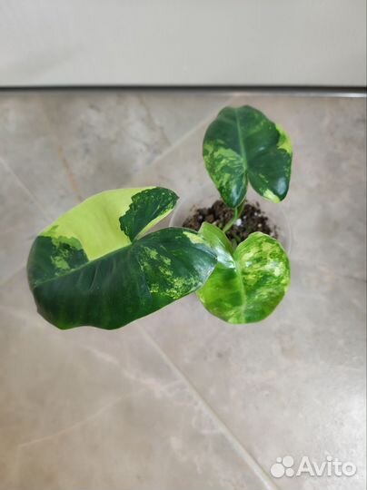 Филодендрон Burle Marx variegata