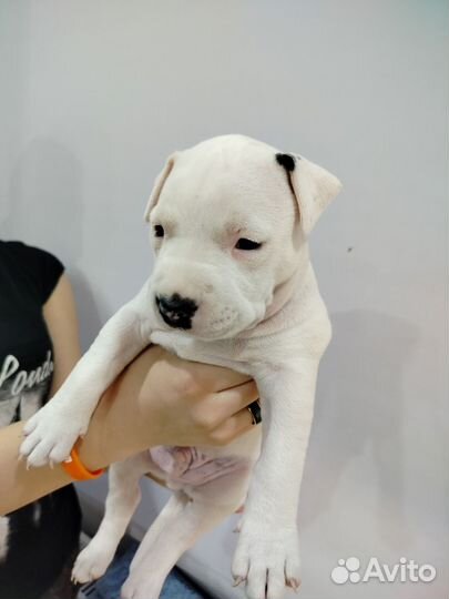 Щенки американского стаффордширского терьер