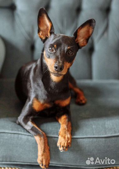 Цвергпинчер вязка