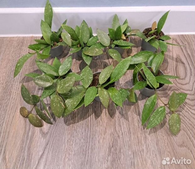 Хойя сигиталис