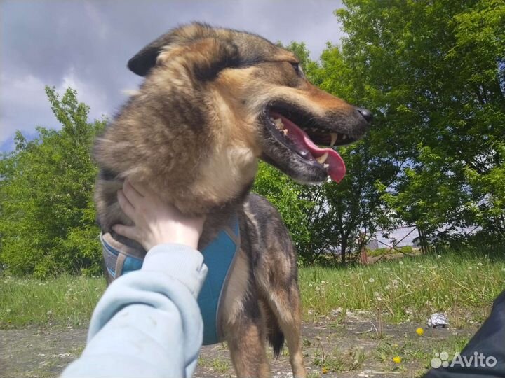 Собаки из приюта бесплатно