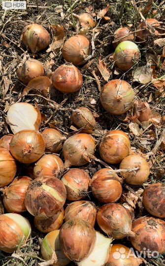 Лук 13, Морковь 16 Свекла картофель Капуста