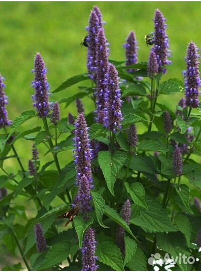 Фитокорректор, адаптоген