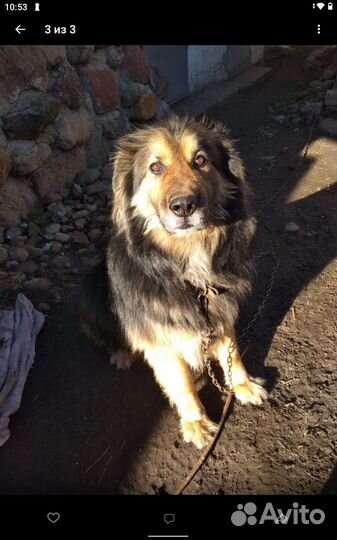 Собака в добрые руки