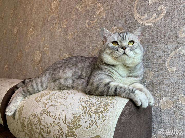 Кот для вязки