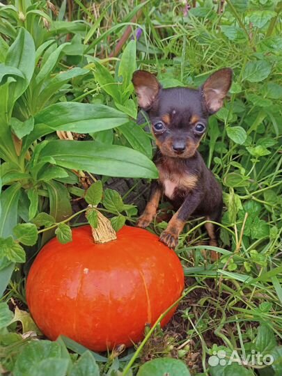 Мини той терьер