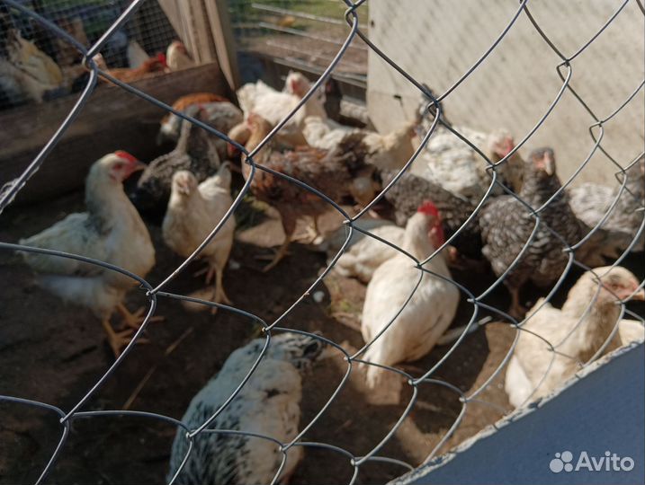 Молодые петушки
