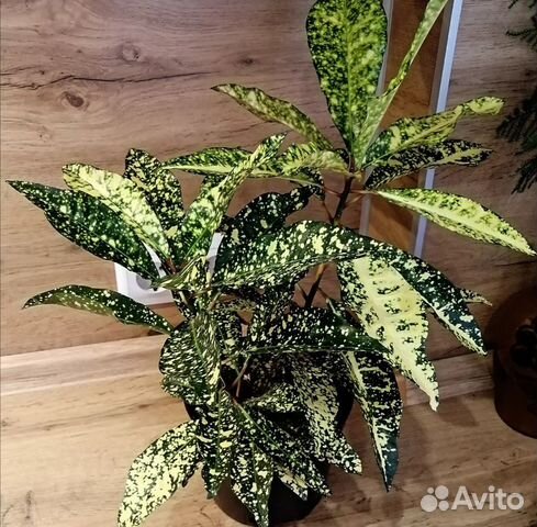 Кротон Голд Сан купить в Орле | Товары для дома и дачи | Авито