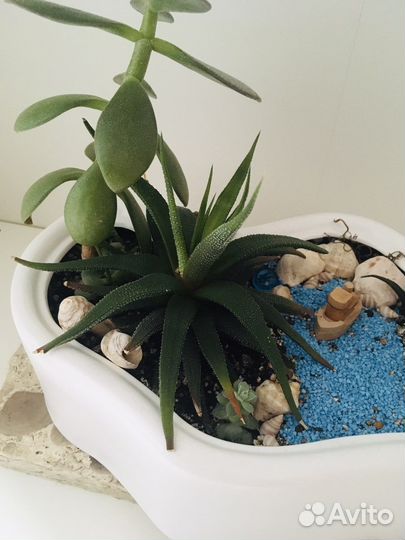 Флорариум композиция