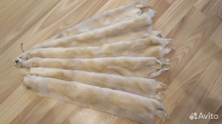 Шкурки норки,6 штук