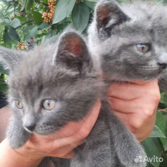 Британские котята,2месяца