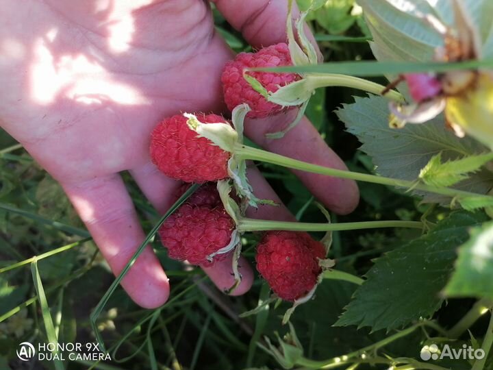 Саженцы малины