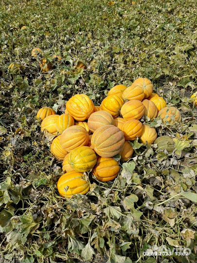 Дыня эфиопка