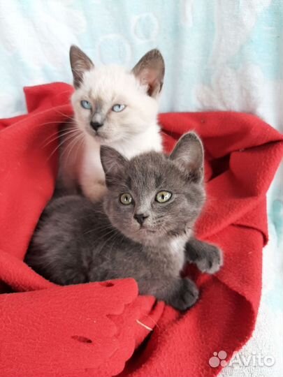 Милые добрые котята