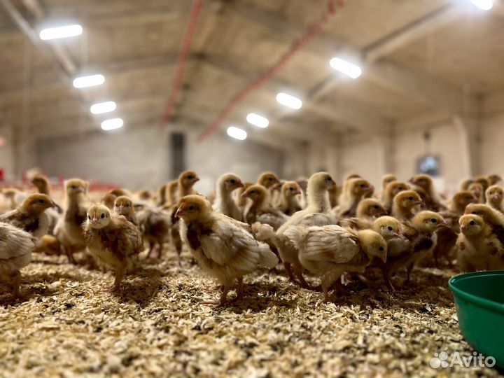 Курочки Ломанн Браун