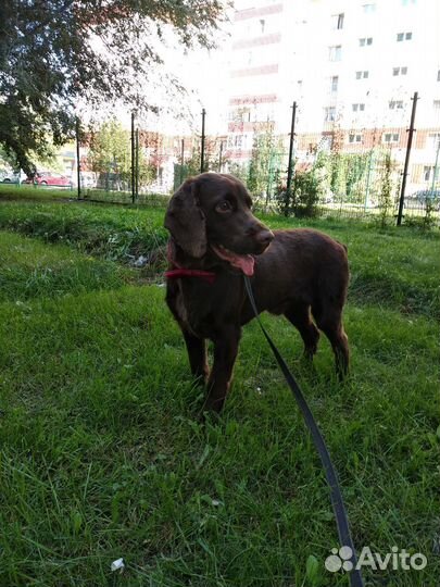 Русский спаниель вязка