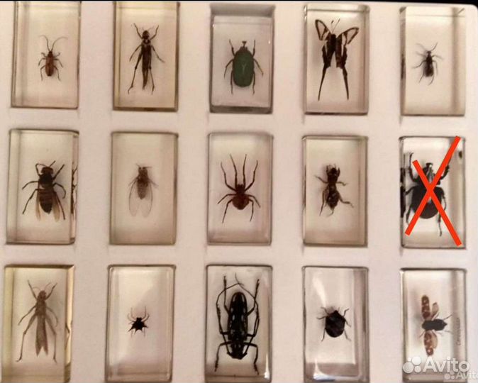 Насекомые и их знакомые