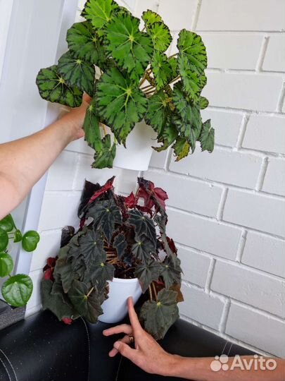 Бегония Черный Вельвет и Бегония Тигровая