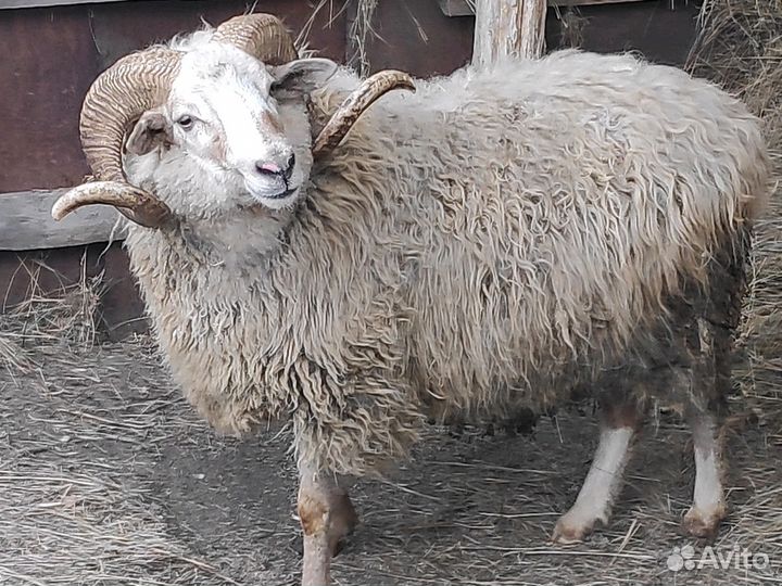 Овцы ярки бараны