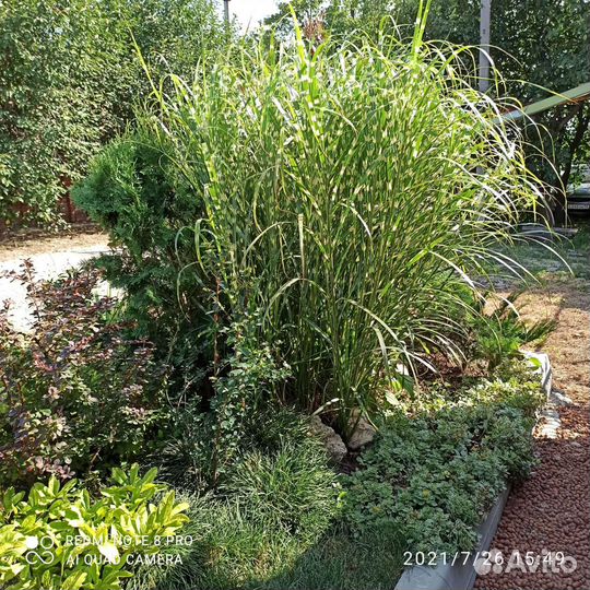 Мискантусы