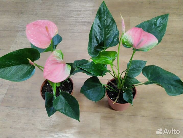 Цветущие сортовые антуриумы