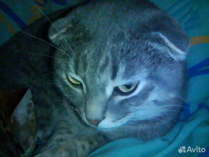 Шотландская прямоухая