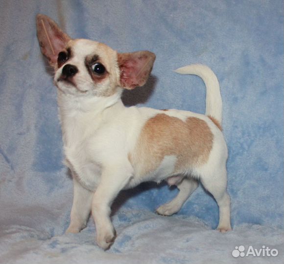 Мальчик бело кремовый