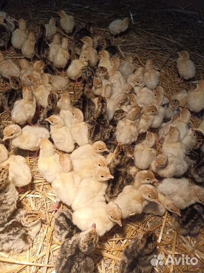 Продаются индюшата