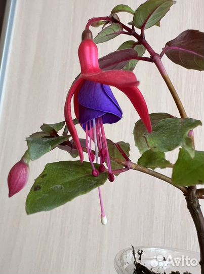 Фуксия черенки