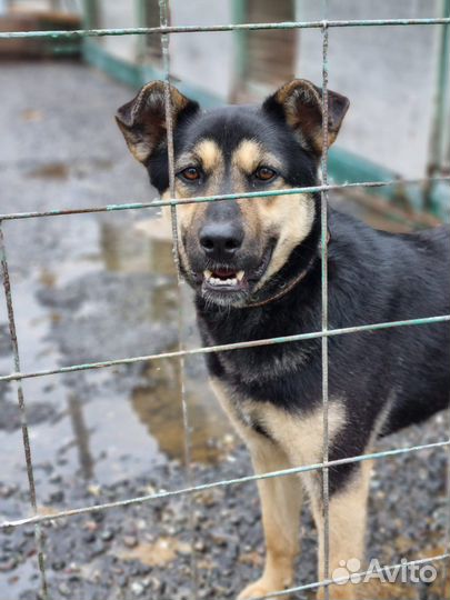 Спаси молодую собаку из приюта