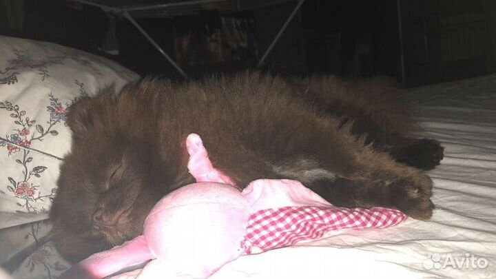 Вязка, ищем невесту