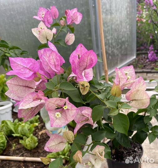 Бугенвиллия