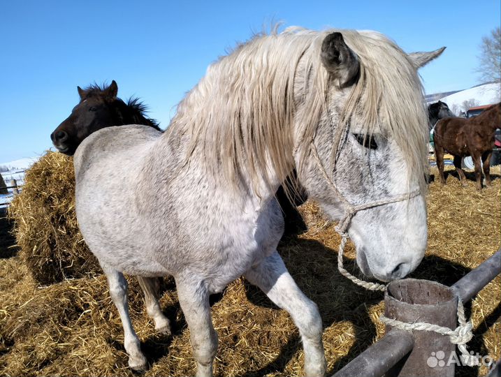 Жеребец-производитель