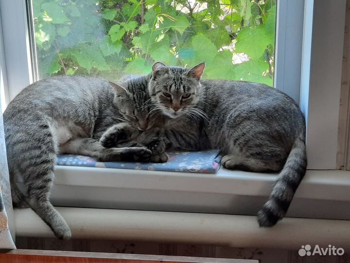 Отдам кошек в добрые руки