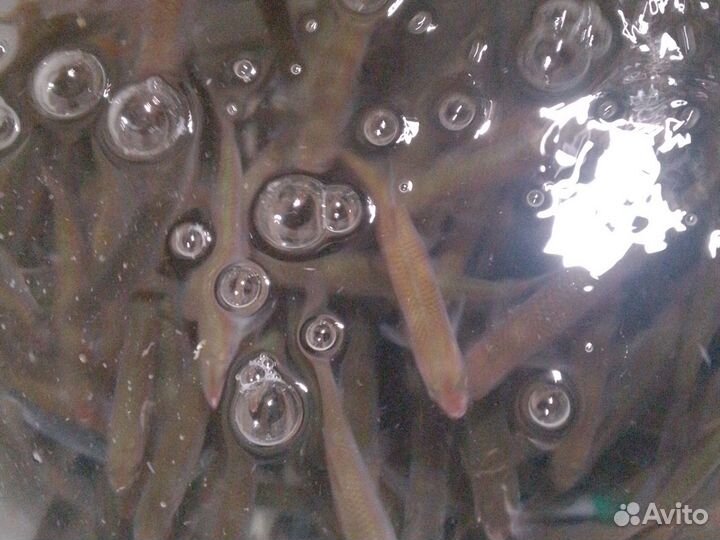 Живец для рыбалки