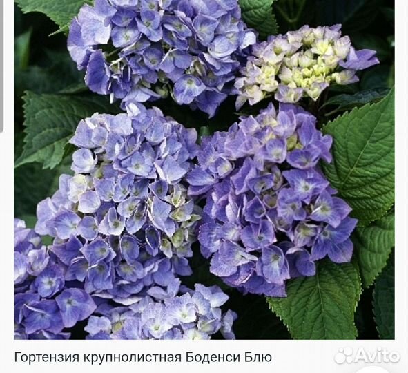 Гортензия крупнолистная