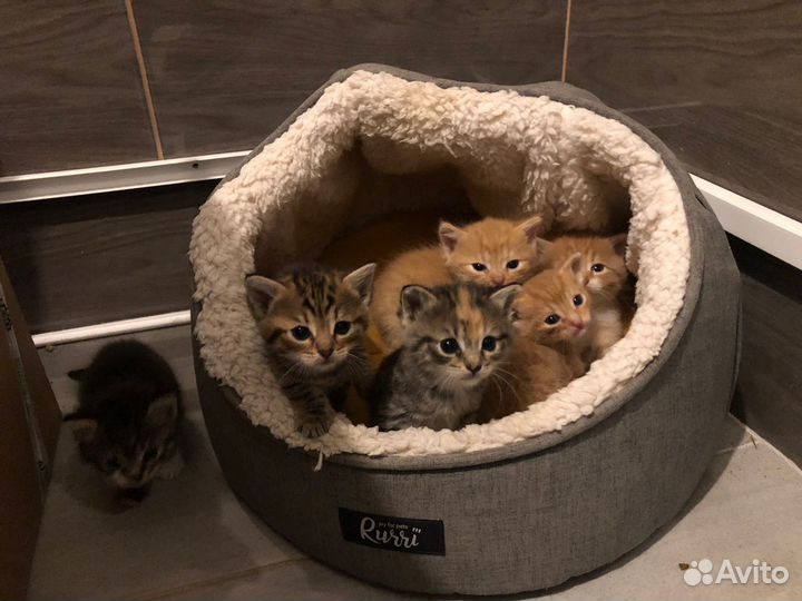 Котята в добрые руки даром