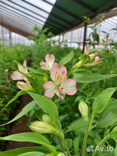 Корни Альстрёмерии