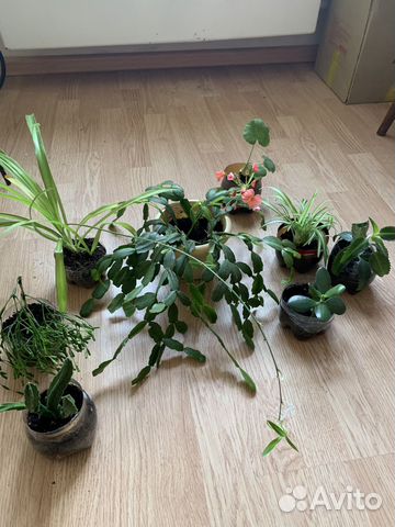 Домашние растения цветы купить в Москве | Товары для дома и дачи | Авито
