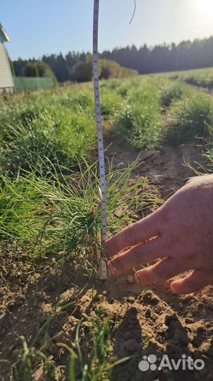 Сеянцы сосны окс